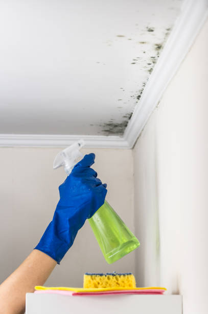 Trusted Highland Park, NJ Mold Removal Experts